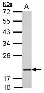 RNF5 antibody