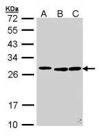 SFRS9 antibody