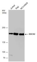 DOCK2 antibody