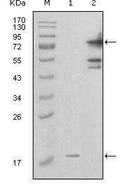 Visfatin antibody [1D3A12]