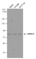 SEMA3F antibody [N1N2], N-term