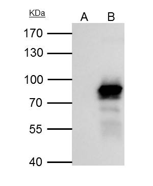 PLAP antibody [N3C2], Internal
