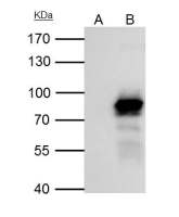 PLAP antibody [N3C2], Internal