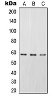 STAM2 (phospho Tyr192) antibody