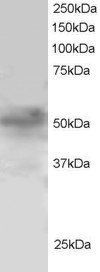 FOXQ1 antibody, N-term