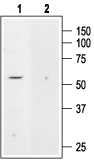 KCNK5 antibody
