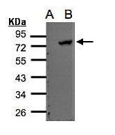 ELMO2 antibody [C3], C-term