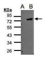 ELMO2 antibody [C3], C-term