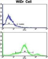 CCHCR1 antibody, Internal