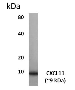 CXCL11 antibody [9N26]