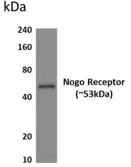 Nogo Receptor antibody [6H43]