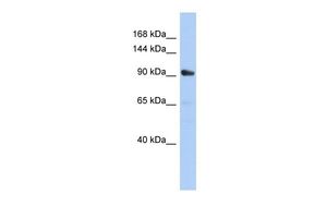 MKLP1 antibody, Internal