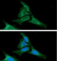 Calnexin antibody [AT18B9]