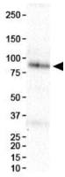 HIF1 beta antibody [H1beta234]
