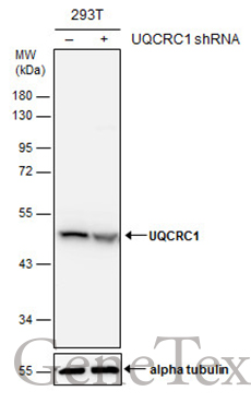 UQCRC1 antibody