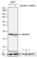 UQCRC1 antibody