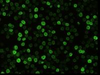CD147 antibody [041]