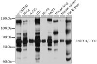 CD39 antibody