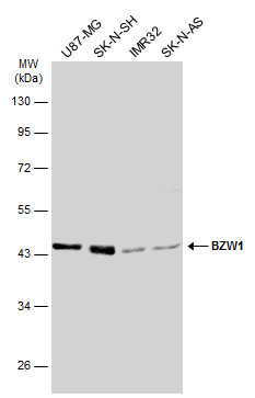 BZW1 antibody产品图