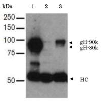 Herpes virus 7 gH antibody [2]