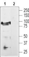 VR1/ TRPV1 antibody