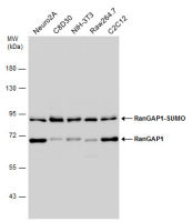 RanGAP1 antibody [N1N3]