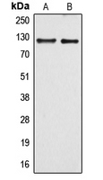 ARHGEF1 antibody