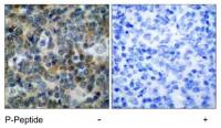 VASP (phospho Ser239) antibody