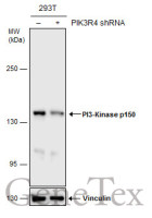PI3 kinase p150 antibody