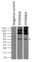 SLC7A8 antibody [4H10]