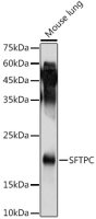 SFTPC antibody