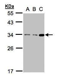 BCL10 antibody [N1C3]