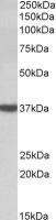 DAO antibody