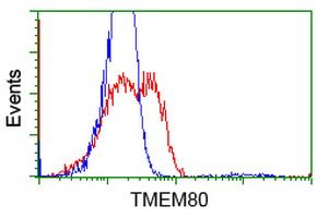 TMEM80 antibody [3B6]
