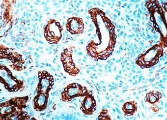 Muscle Actin antibody [1A4+5C5]