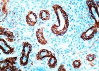 Muscle Actin antibody [1A4+5C5]