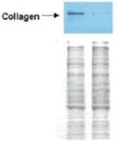 Collagen I antibody (Biotin)