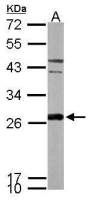 Peroxiredoxin 6 antibody