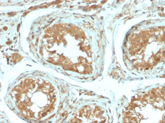 B7-H4 antibody [B7H4/2652R]