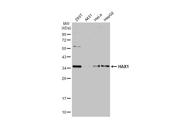 HAX1 antibody
