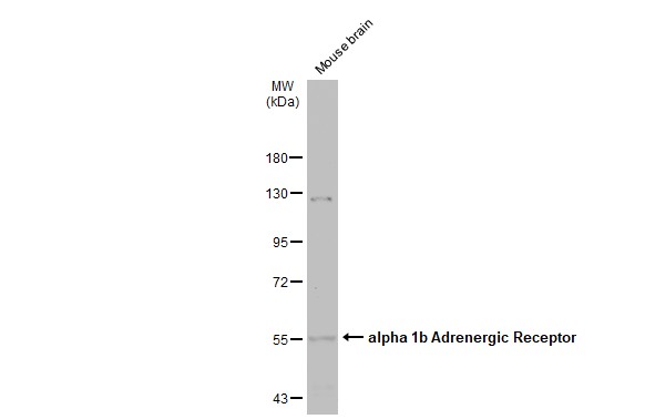 alpha 1b Adrenergic Receptor antibody