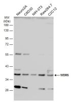 WDR5 antibody