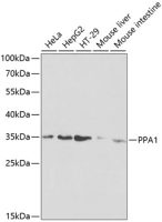 PPA1 antibody