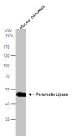 Pancreatic Lipase antibody [N3C3]