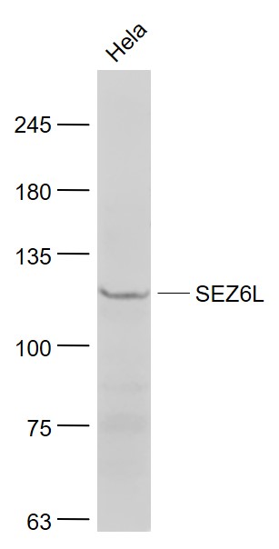 SEZ6L antibody