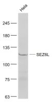 SEZ6L antibody