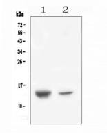 SDF1 antibody