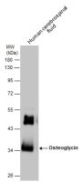 Osteoglycin antibody