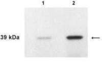 Kallikrein 4 antibody