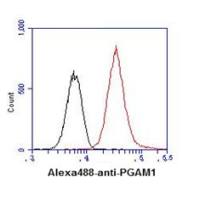 PGAM1 antibody [AT1G4]